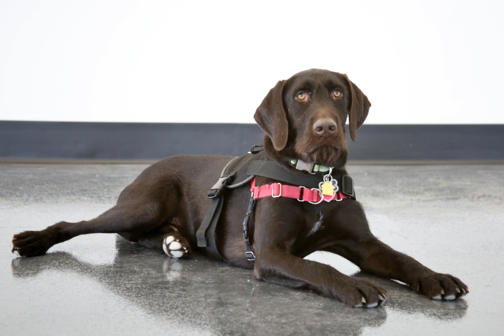 Service Dog Laws – Know Your Rights