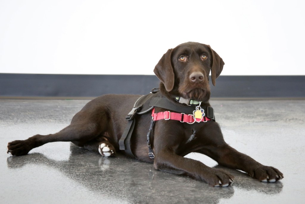 Service Dog Laws – Know Your&nbsp;Rights